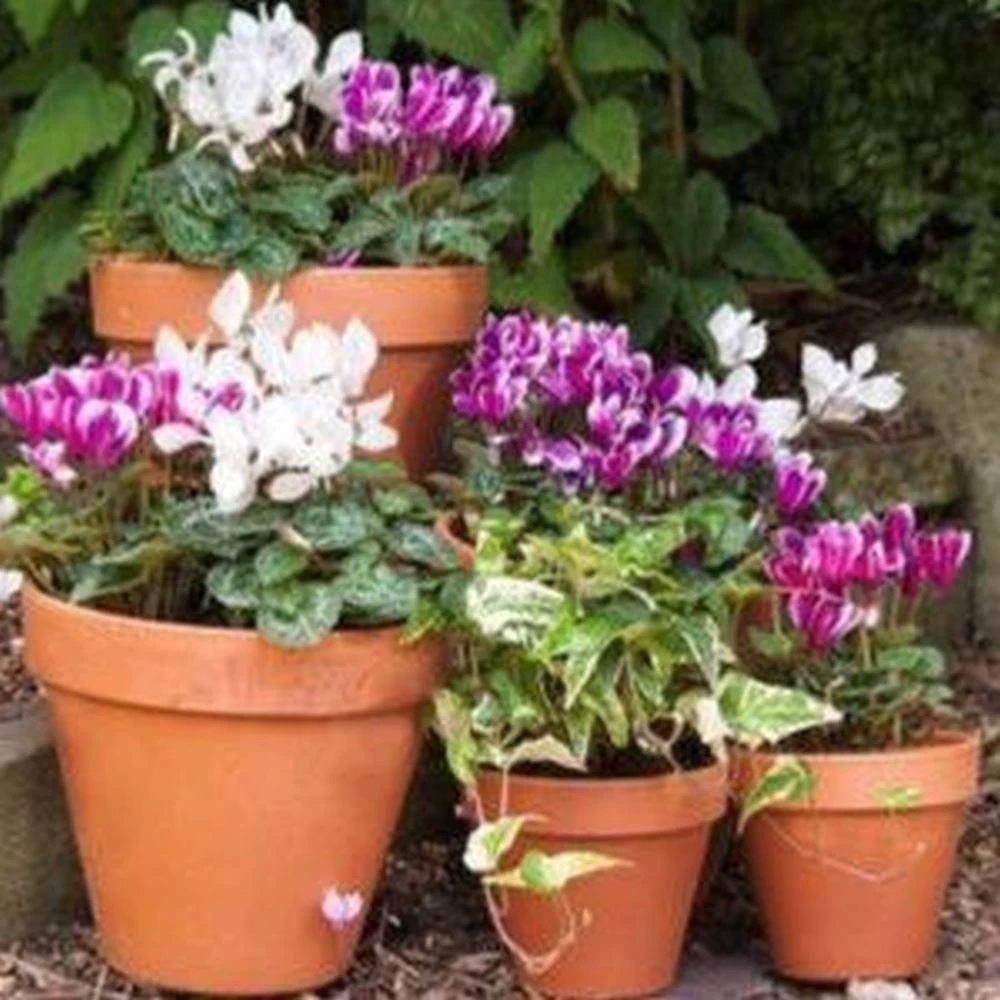 Woodlodge 35cm Terracotta Spang Standard Pot 4 Woodlodge 35cm Terracotta Spang Standard Pot - Image 2