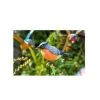 La Hacienda Bullfinch Stake -Primus Store 5055025558987 9ee64364 43a3 4ea9 84d8 9dcc59aa6b76