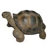 Vivid Arts 27cm Giant Tortoise -XRL-GTRT-D 2 Vivid Arts 27cm Giant Tortoise -XRL-GTRT-D -Primus Store 5055195018816