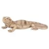 Vivid Arts 28cm Bearded Lizard - PZ-LIZD-F -Primus Store 5055195033901