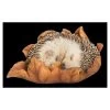Vivid Arts Baby Hedgehog Sleeping On Leaf XRL-HH09-F 1 Vivid Arts Baby Hedgehog Sleeping On Leaf XRL-HH09-F -Primus Store 5055195037596