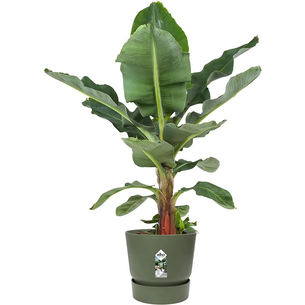 Elho 25cm Leaf Green Greenville Round Planter 4 Elho 25cm Leaf Green Greenville Round Planter - Image 2